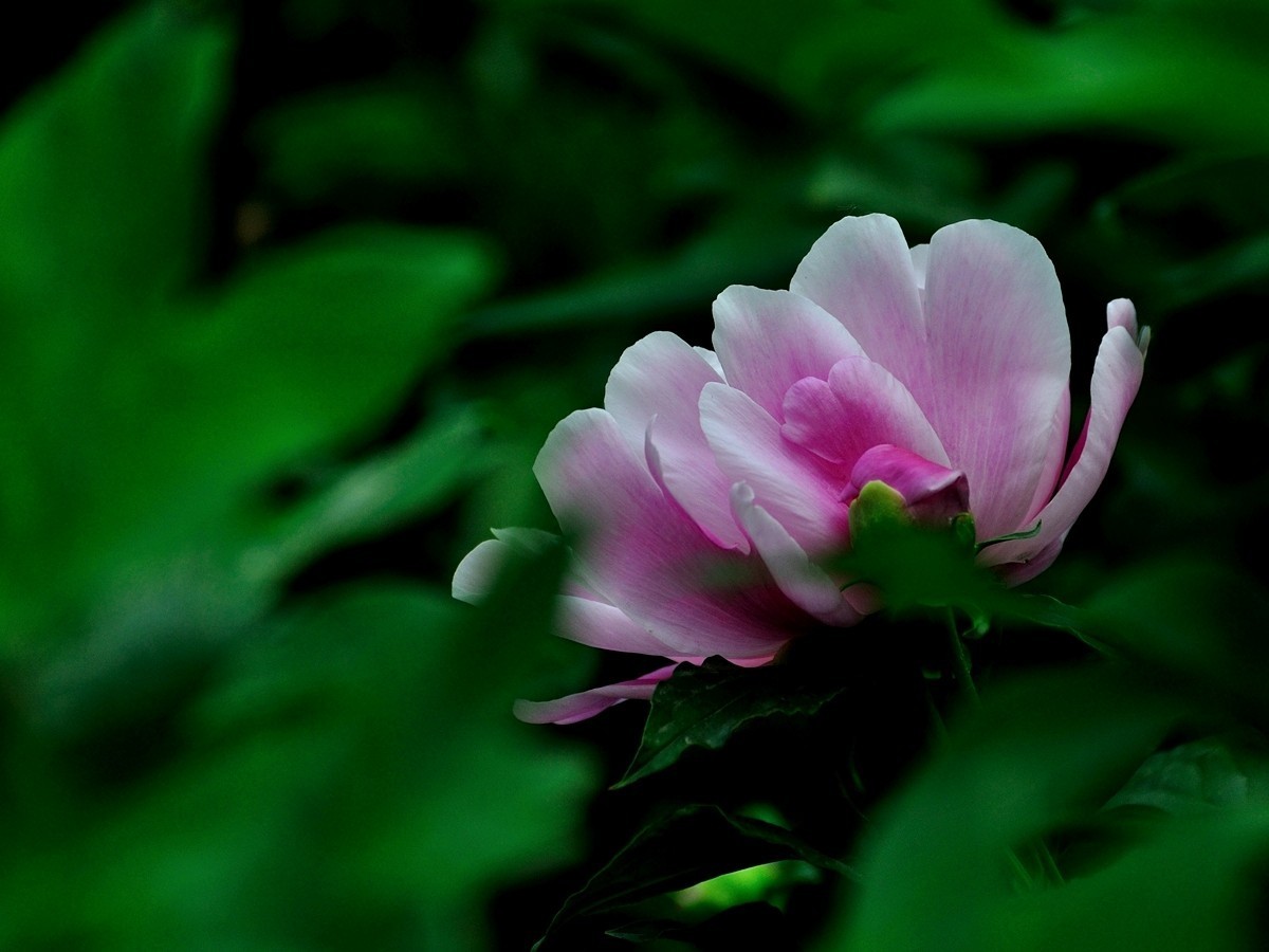 【视觉光影】 芍      药    （1）