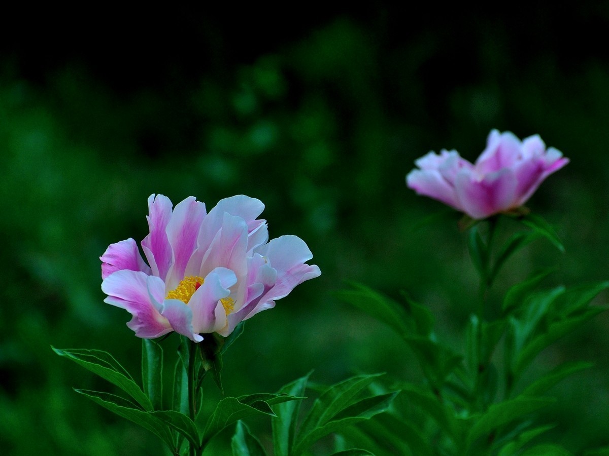 【视觉光影】 芍      药    （1）