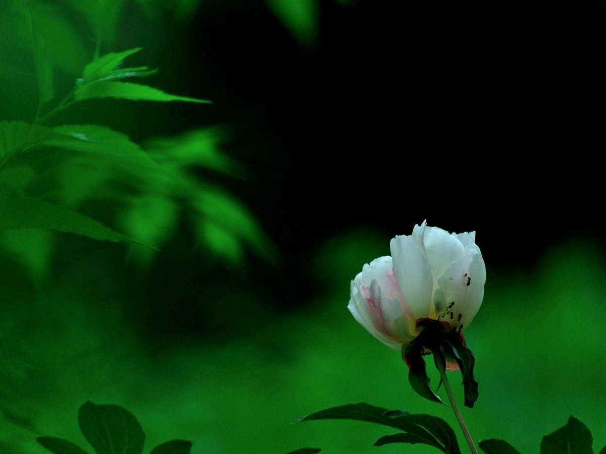 【视觉光影】 芍      药    （1）