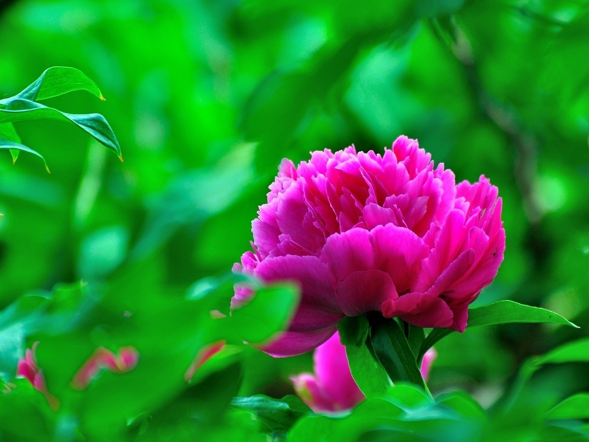 【视觉光影】 芍      药    （1）