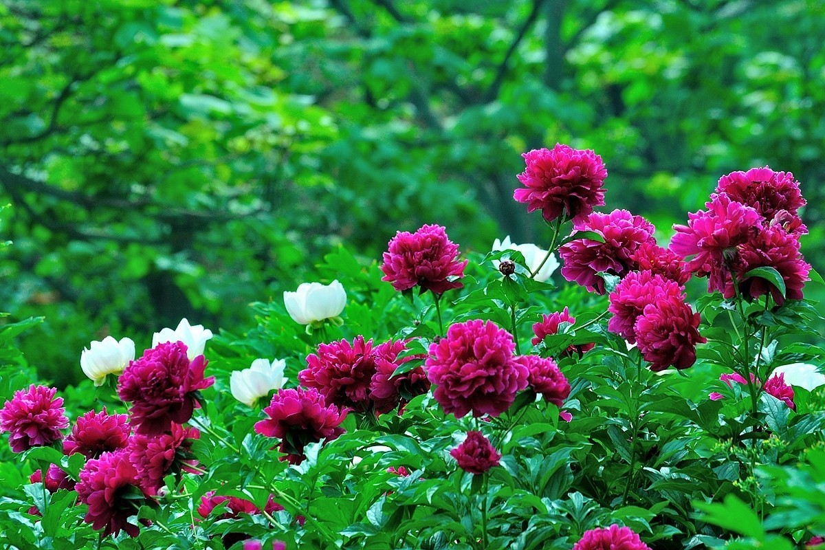 【视觉光影】 芍      药    （1）