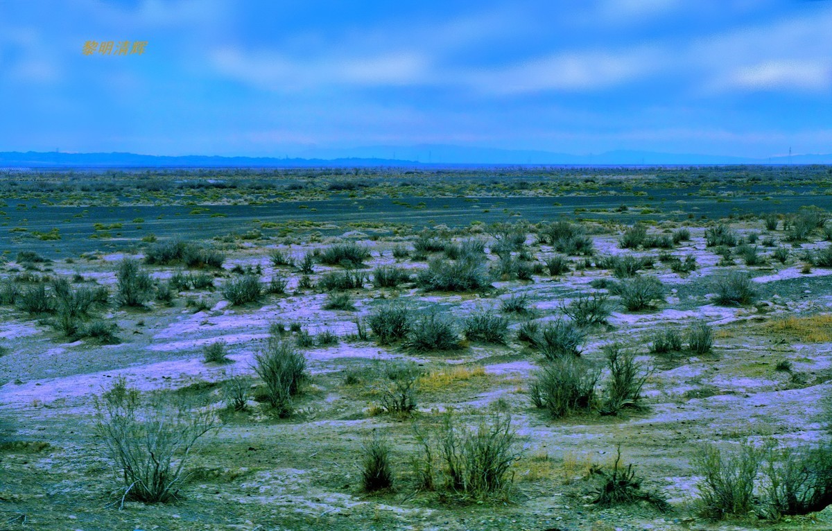 早春北疆之旅（103）：路遇胡杨林—2