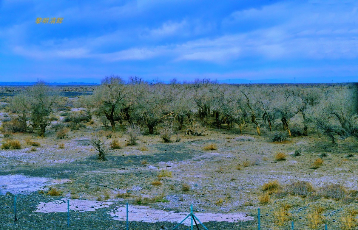 早春北疆之旅（103）：路遇胡杨林—2
