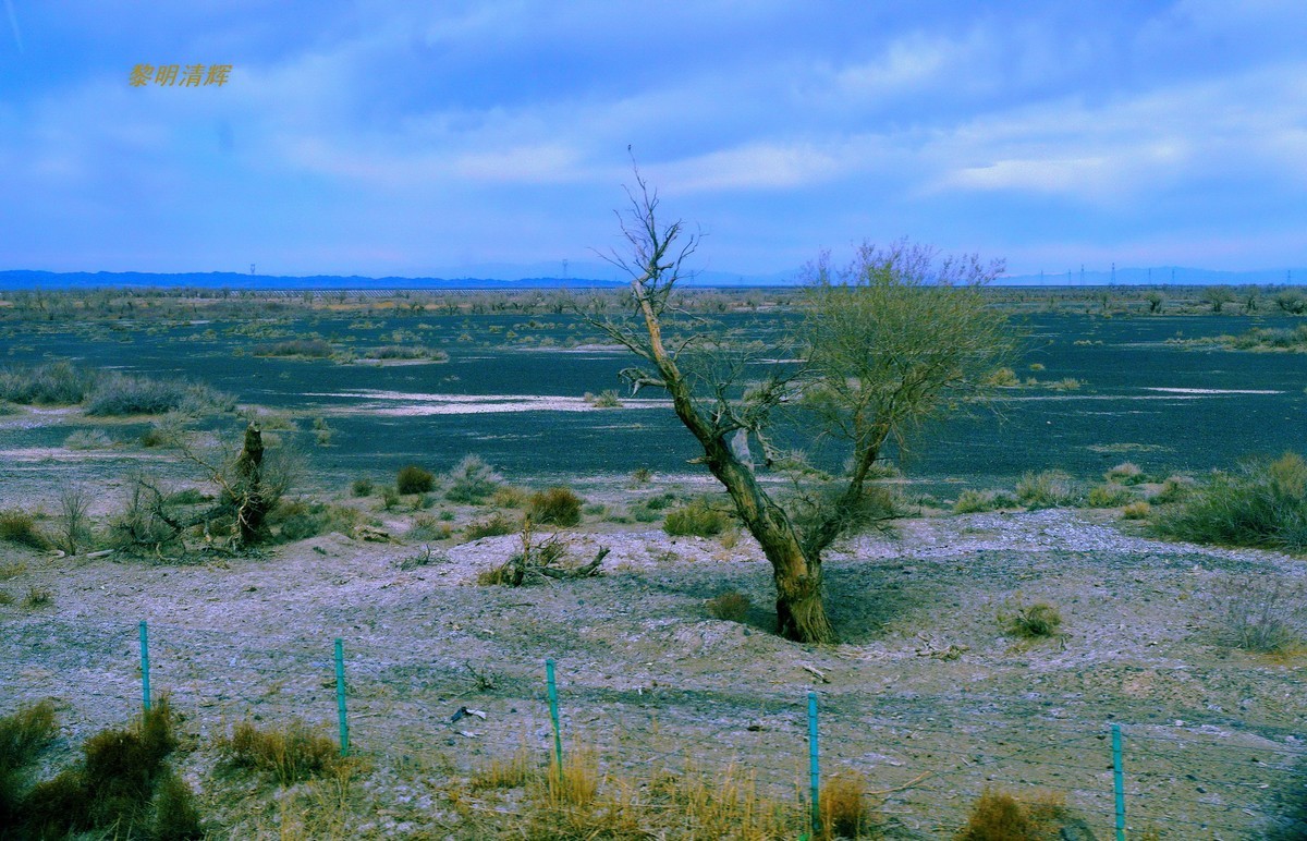 早春北疆之旅（103）：路遇胡杨林—2