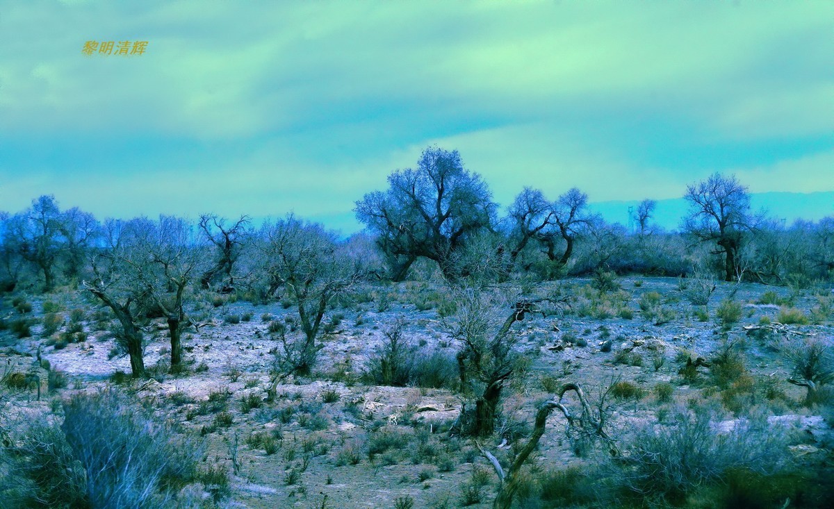 早春北疆之旅（103）：路遇胡杨林—2