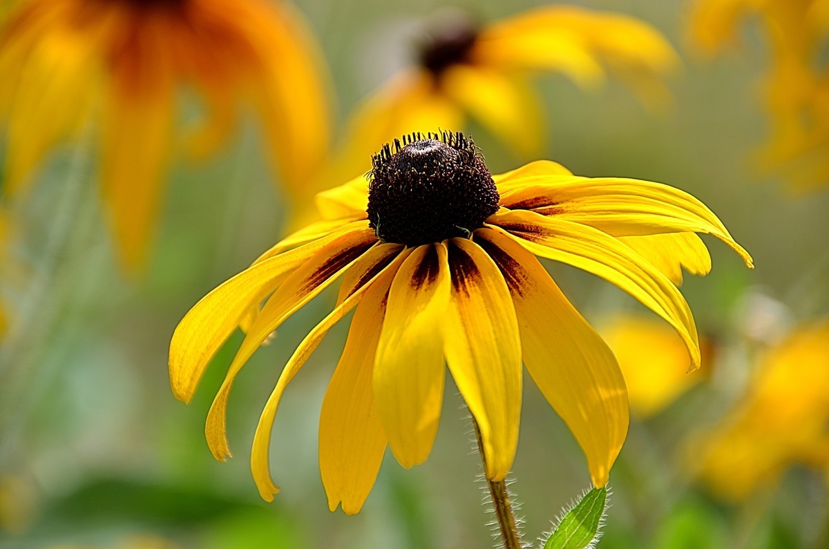 2024黑心菊（6）