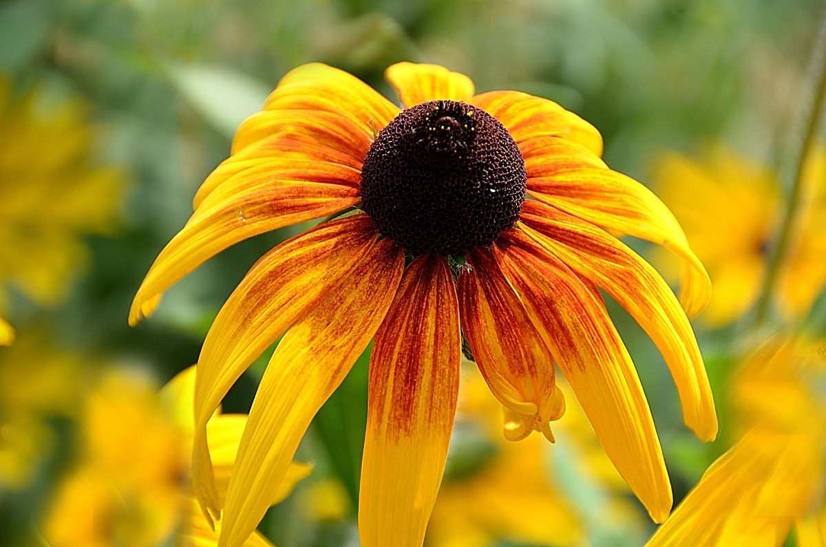 2024黑心菊（6）