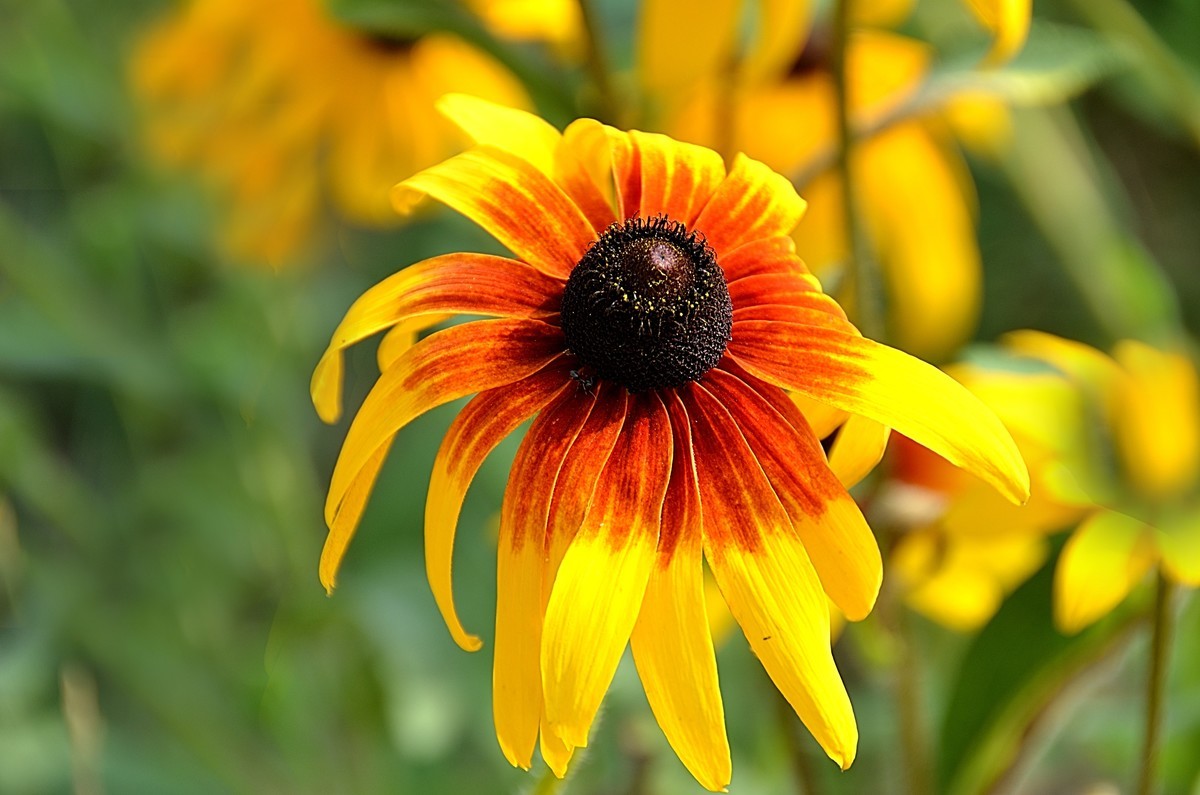 2024黑心菊（6）