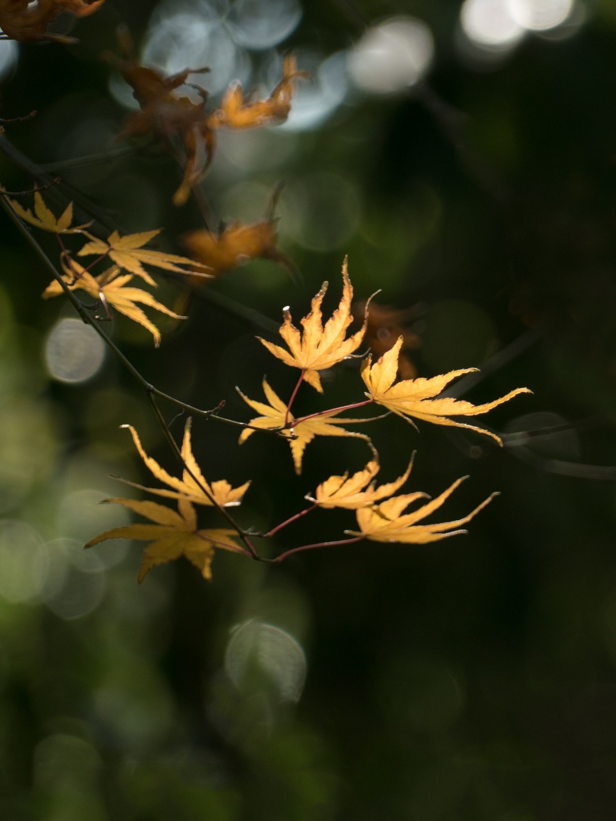 吴淞炮台湾湿地森林公园（1）