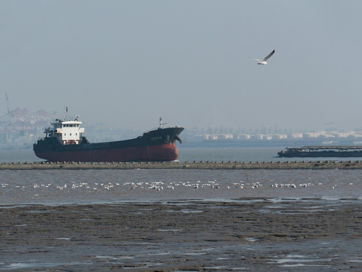 吴淞炮台湾湿地森林公园（1）