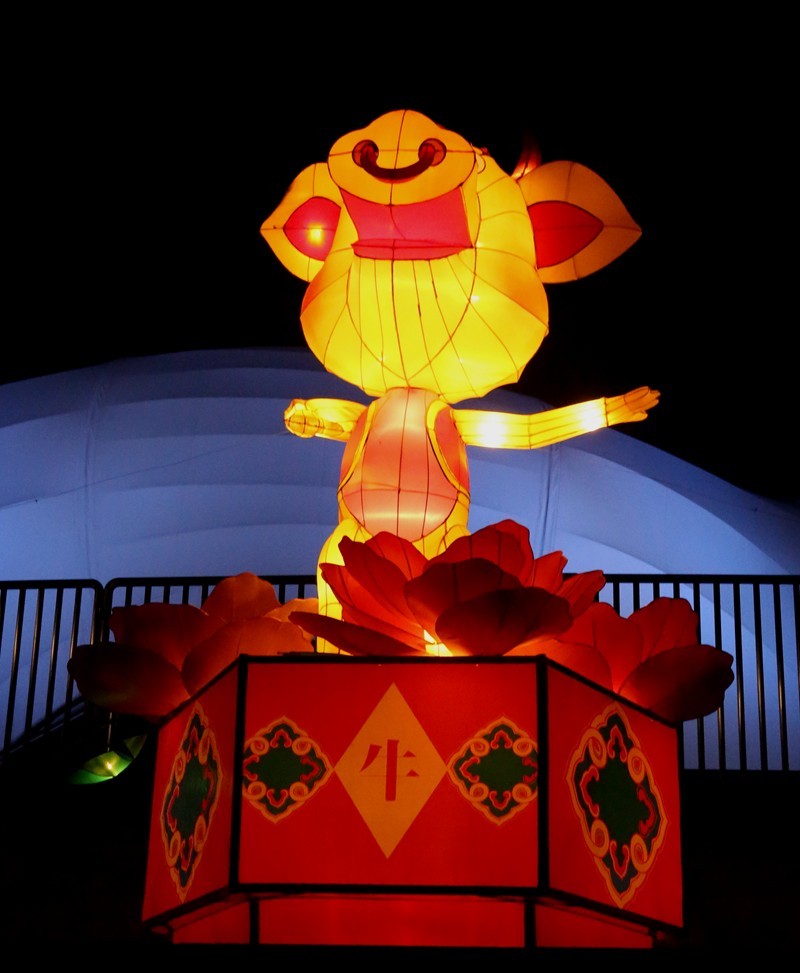 《不老松：纪实摄影》沧州灯展：十二属相！（夜间）