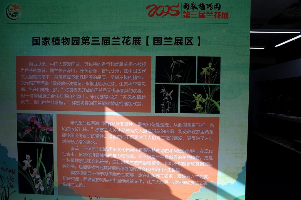 国家植物园第三届兰花展国兰展区