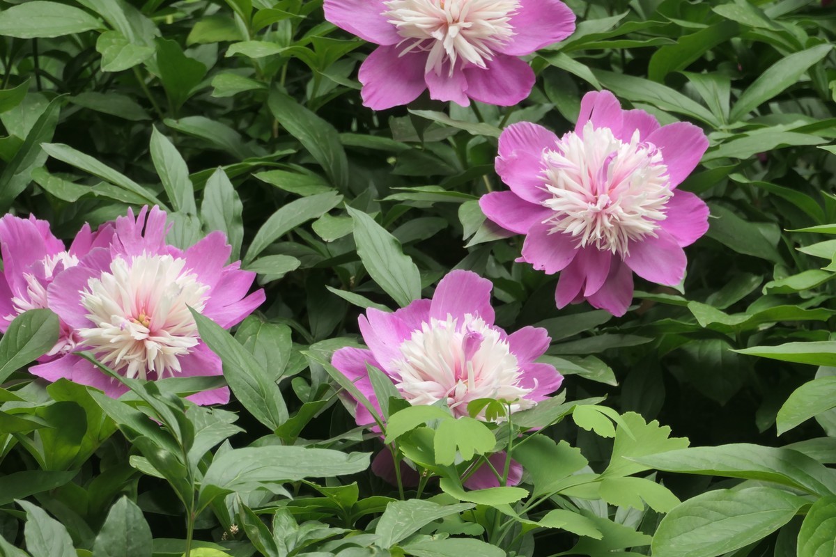 【太平湖畔】——摄于上海新天地