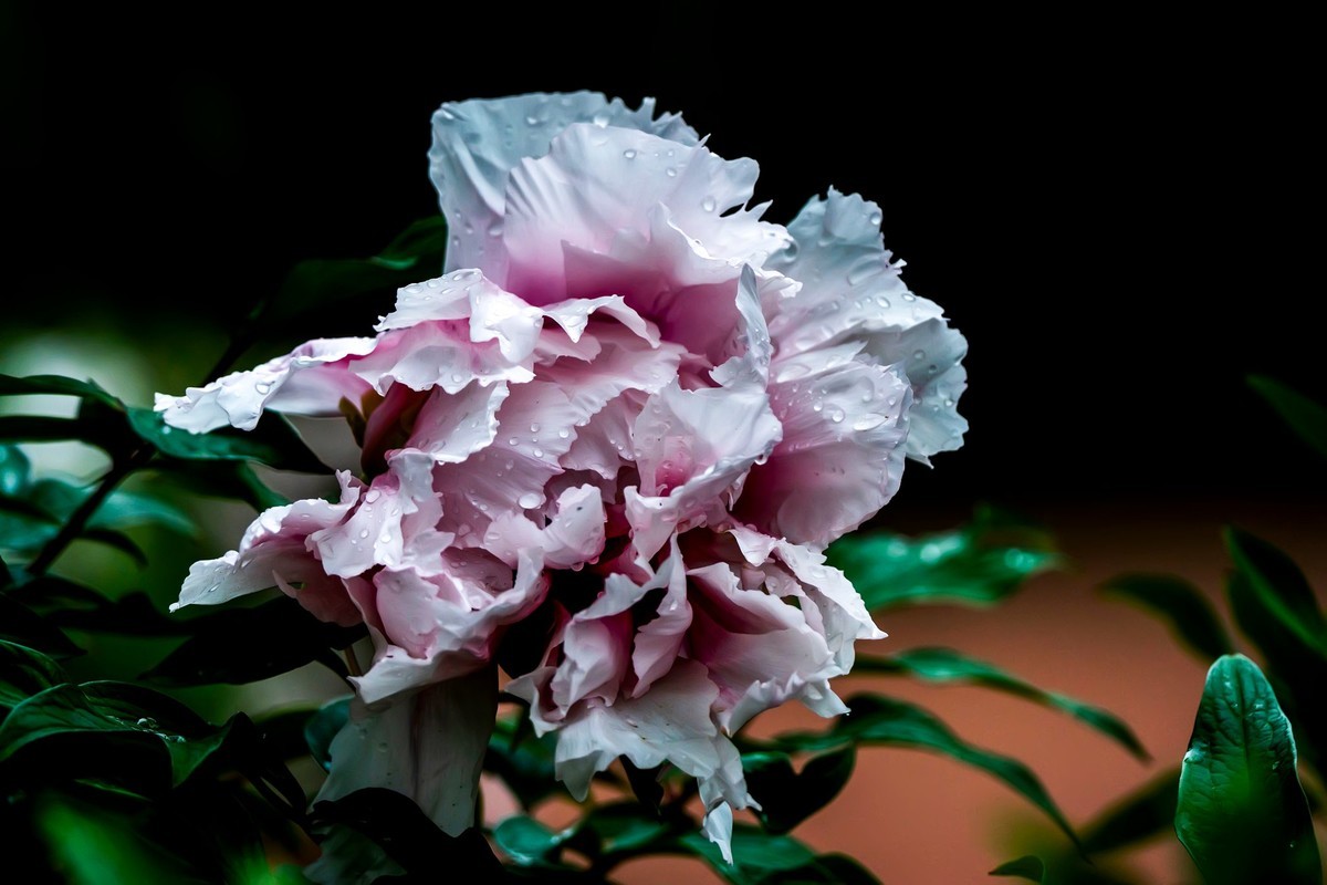 唯有牡丹真国色