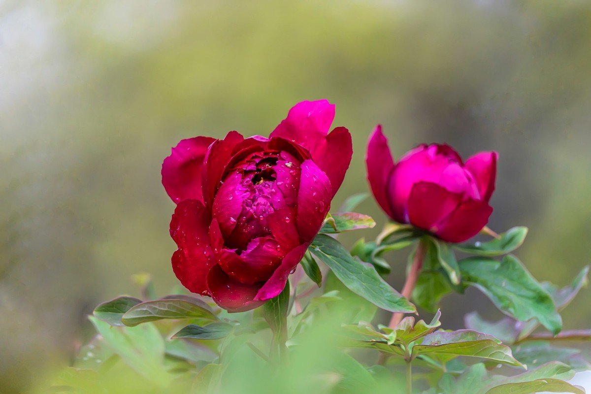 唯有牡丹真国色