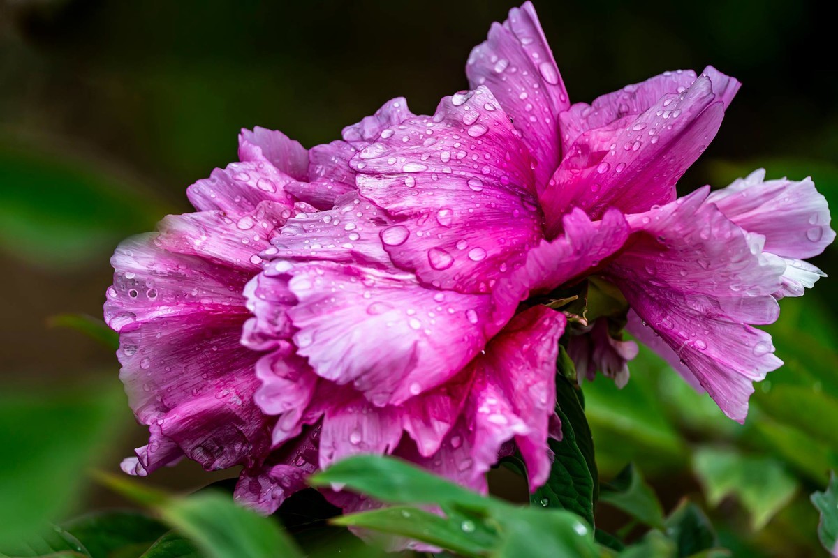 唯有牡丹真国色