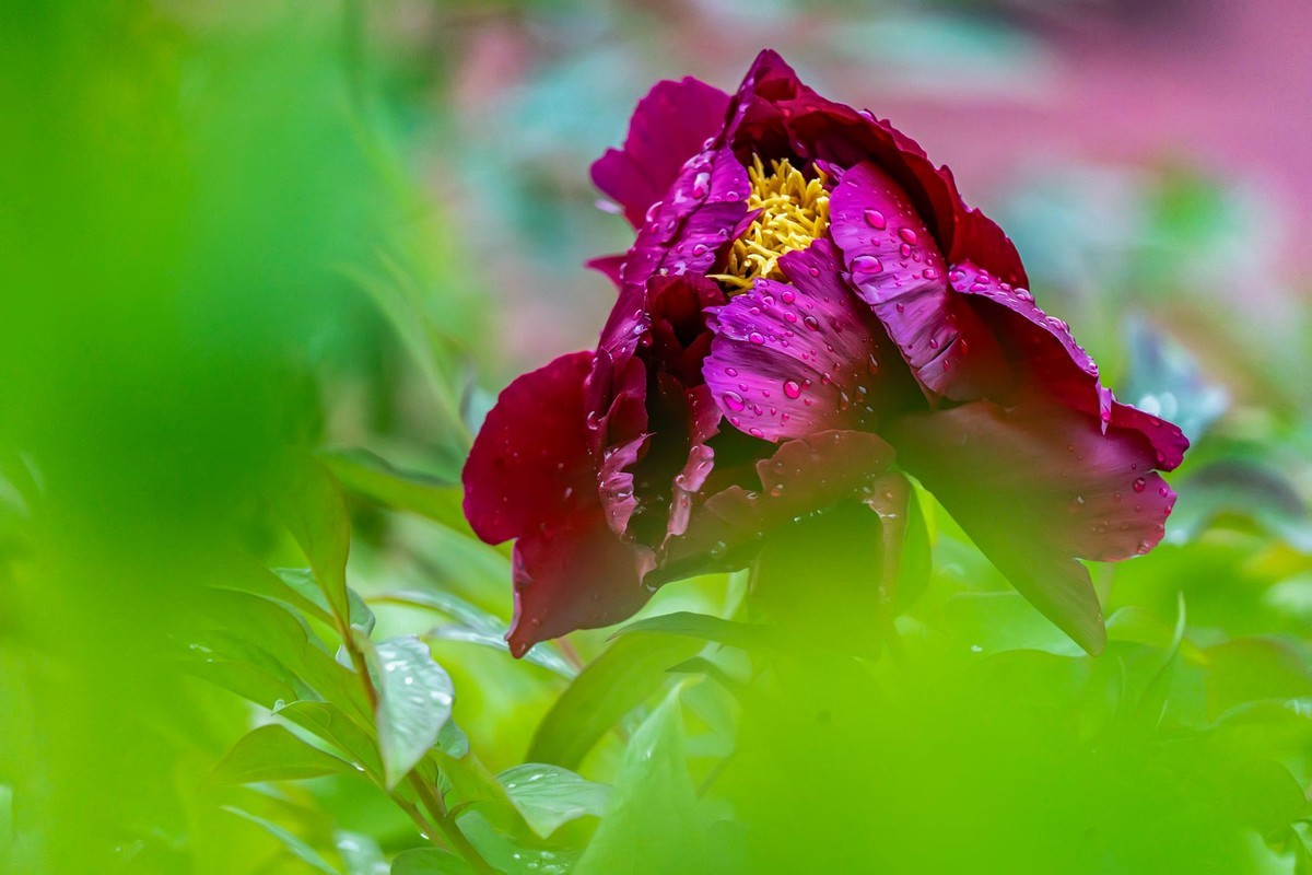 唯有牡丹真国色