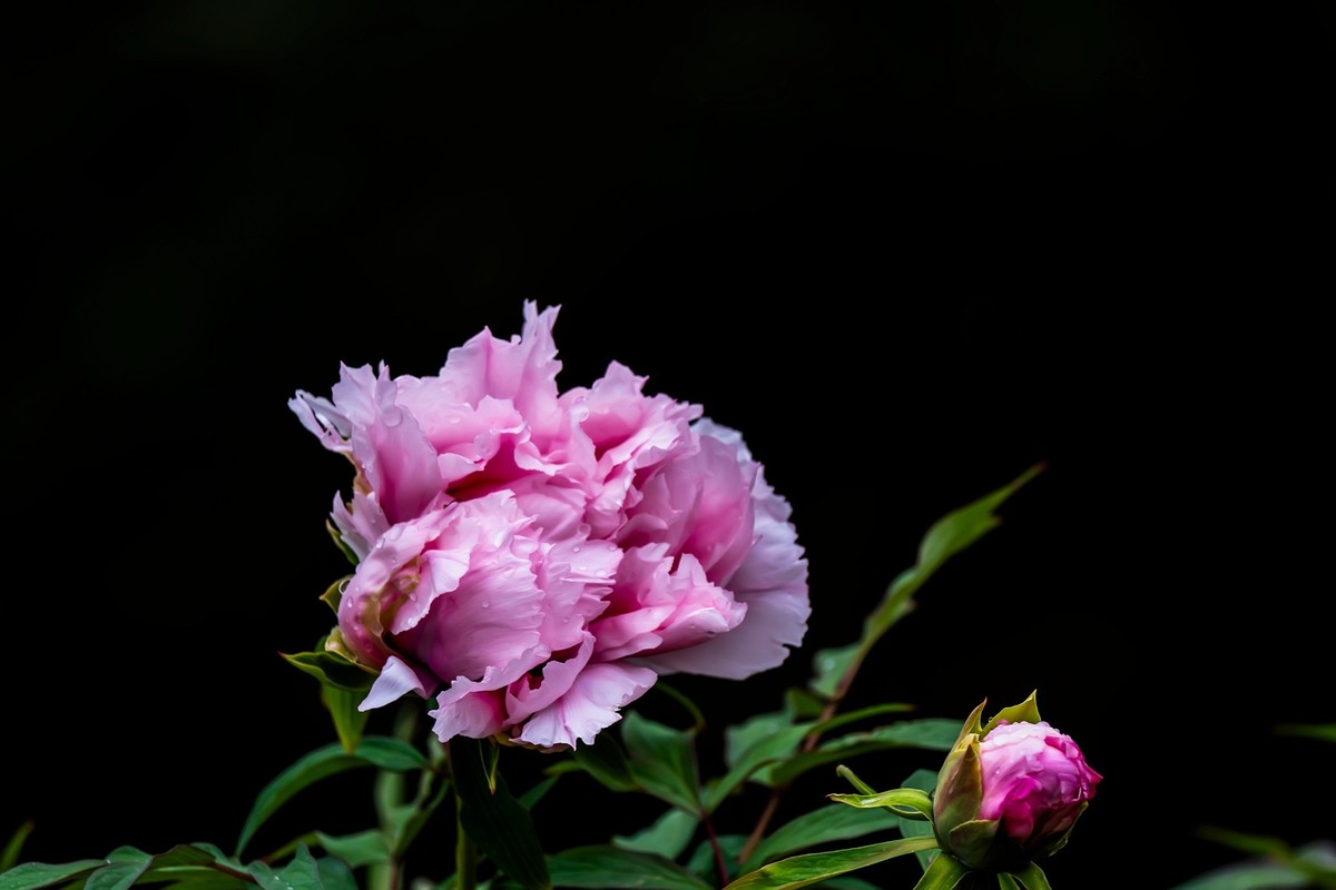 唯有牡丹真国色