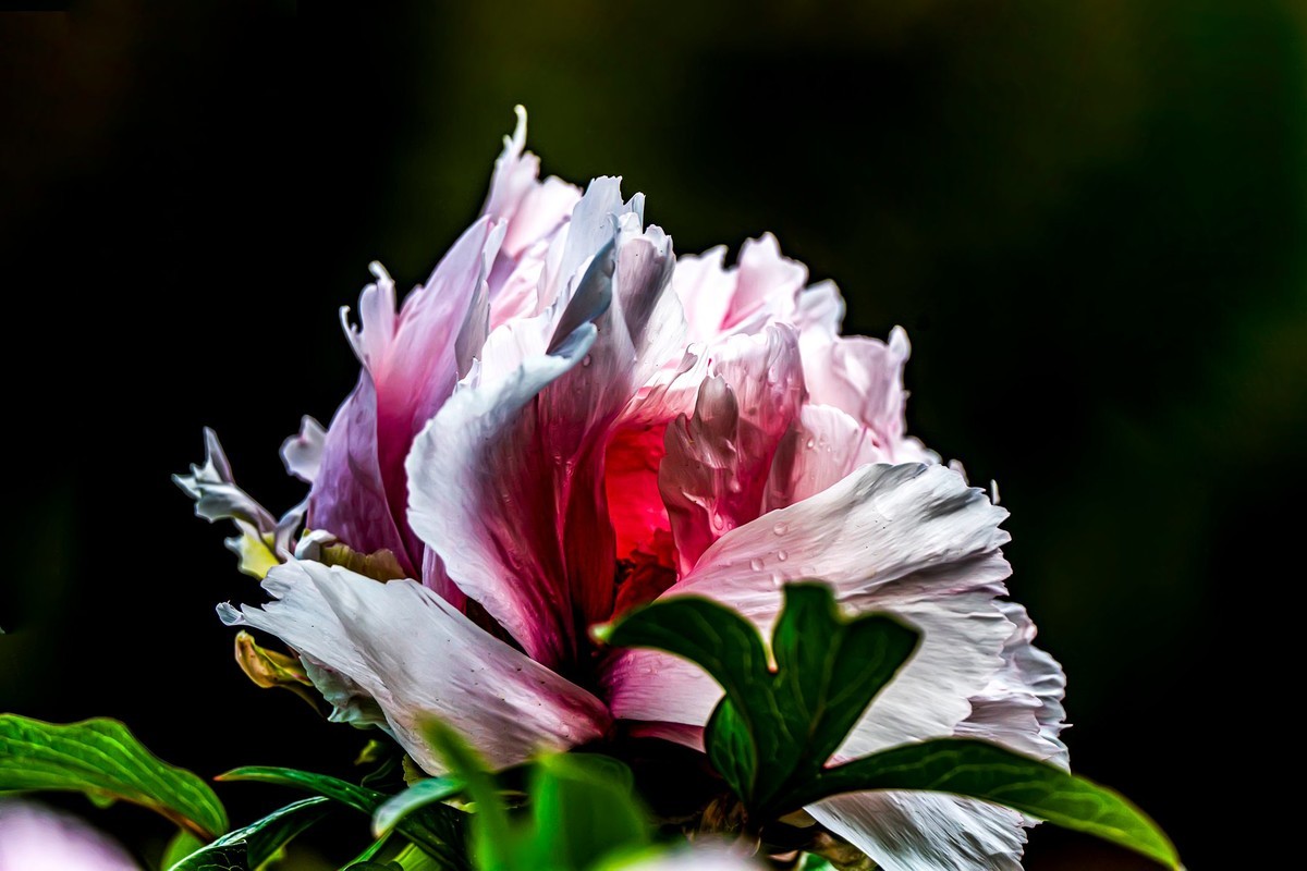 唯有牡丹真国色