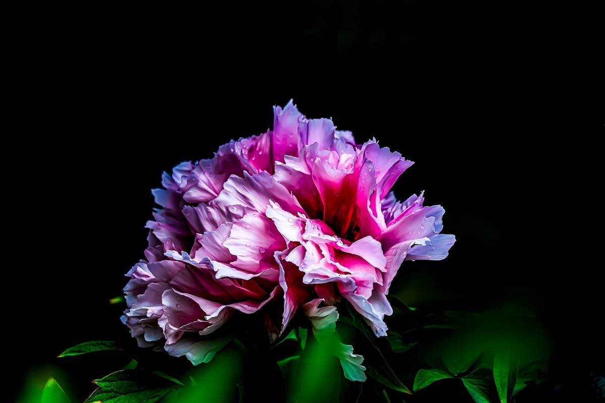 唯有牡丹真国色