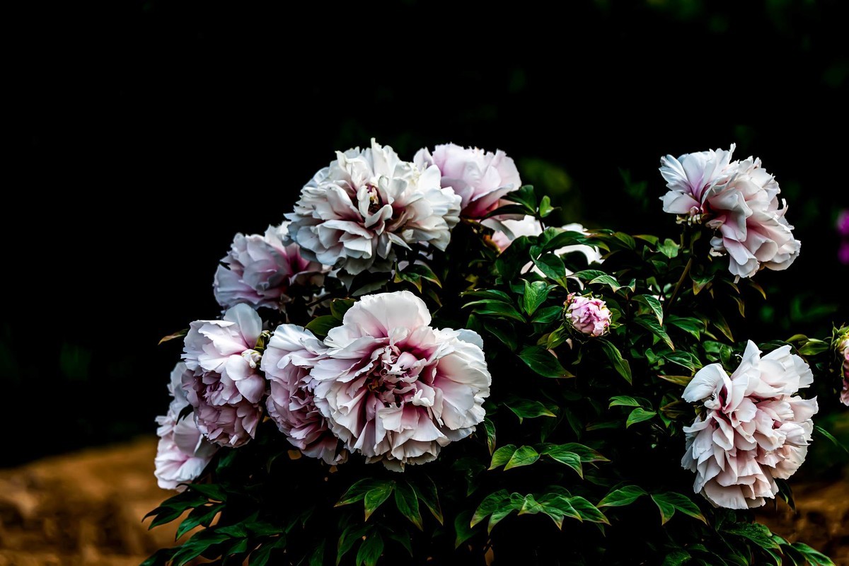 唯有牡丹真国色