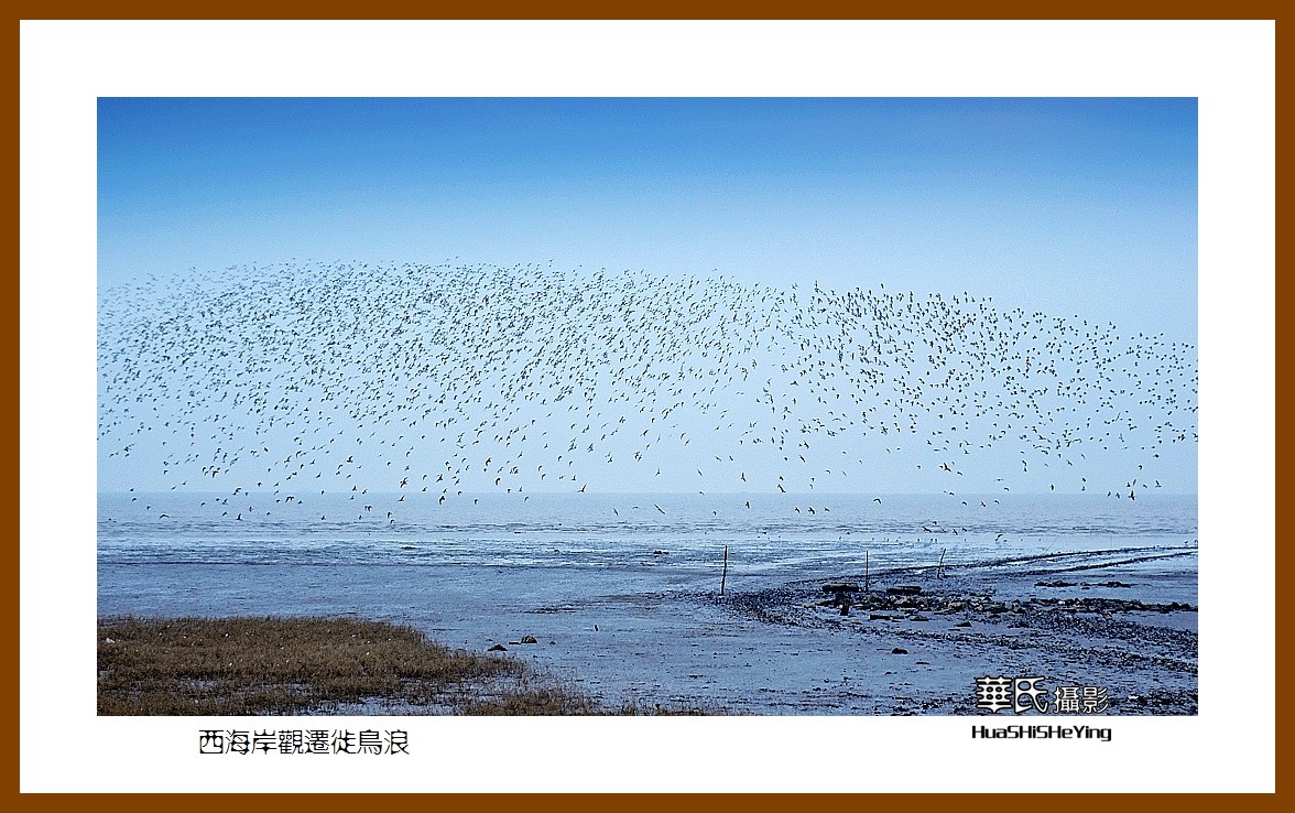 美色辽宁—西海岸观迁徙鸟浪（营口市）