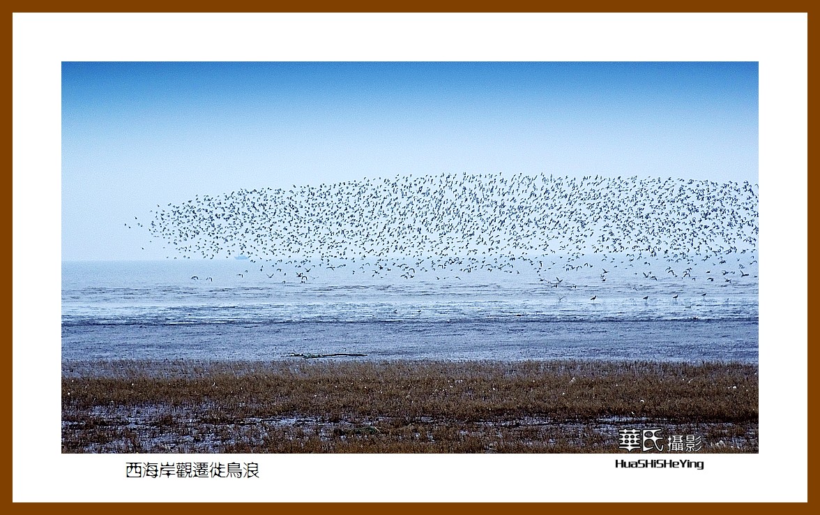 美色辽宁—西海岸观迁徙鸟浪（营口市）