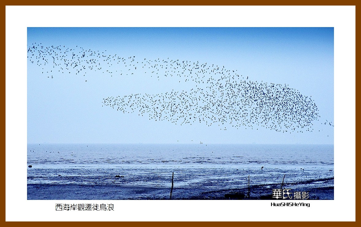 美色辽宁—西海岸观迁徙鸟浪（营口市）
