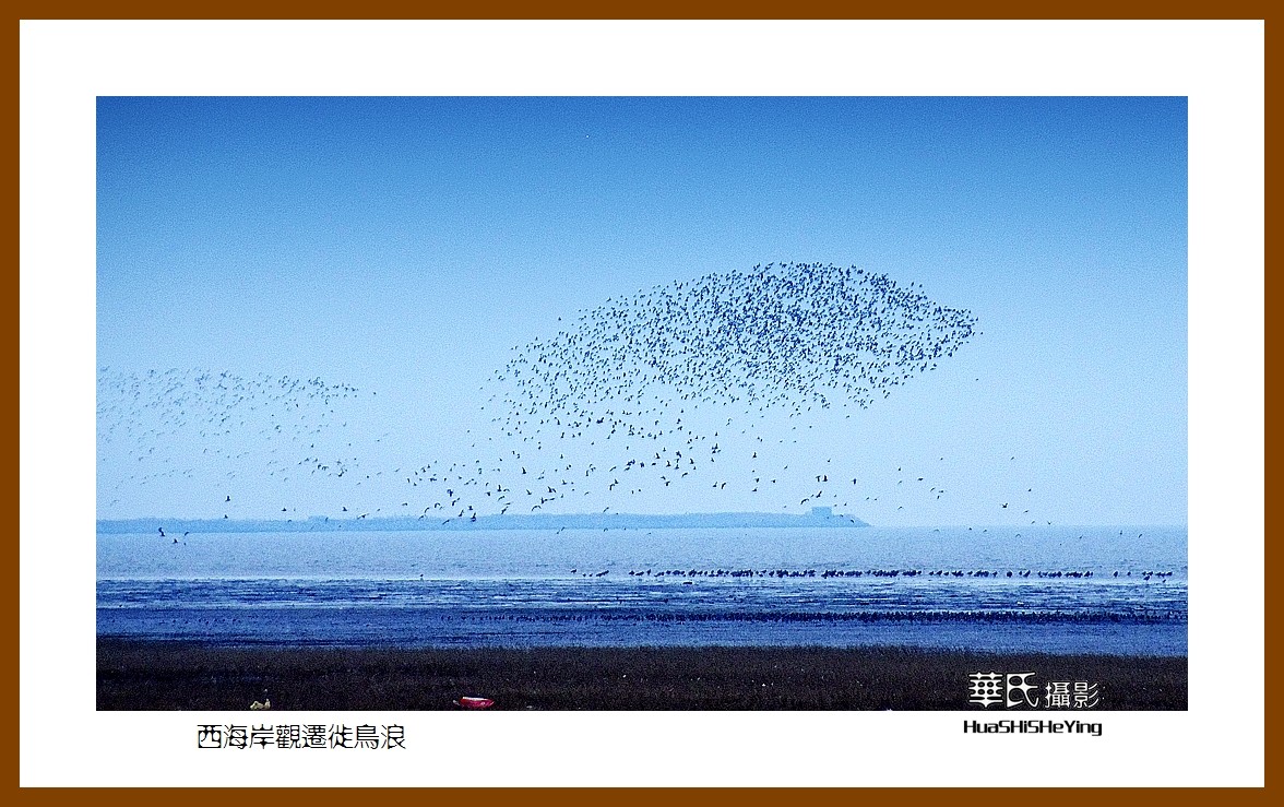 美色辽宁—西海岸观迁徙鸟浪（营口市）