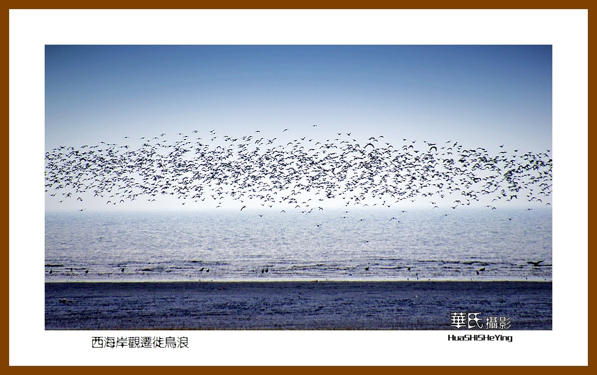 美色辽宁—西海岸观迁徙鸟浪（营口市）