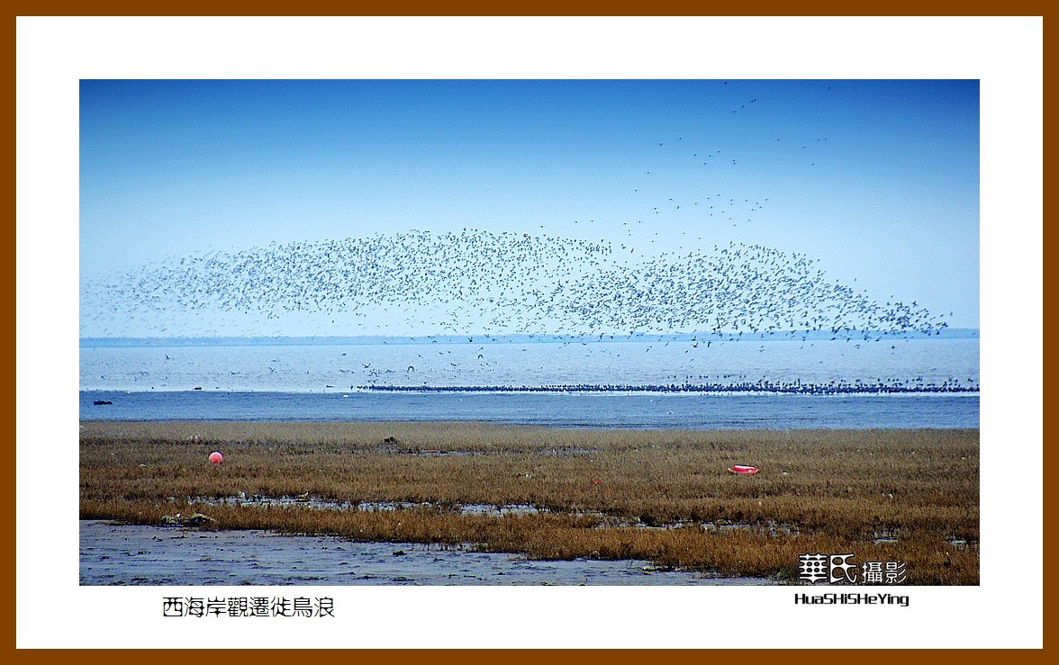 美色辽宁—西海岸观迁徙鸟浪（营口市）