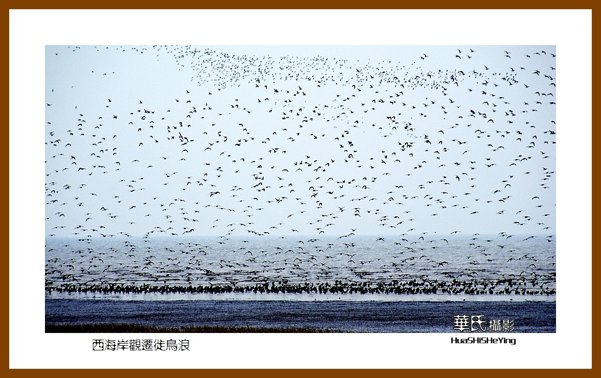 美色辽宁—西海岸观迁徙鸟浪（营口市）