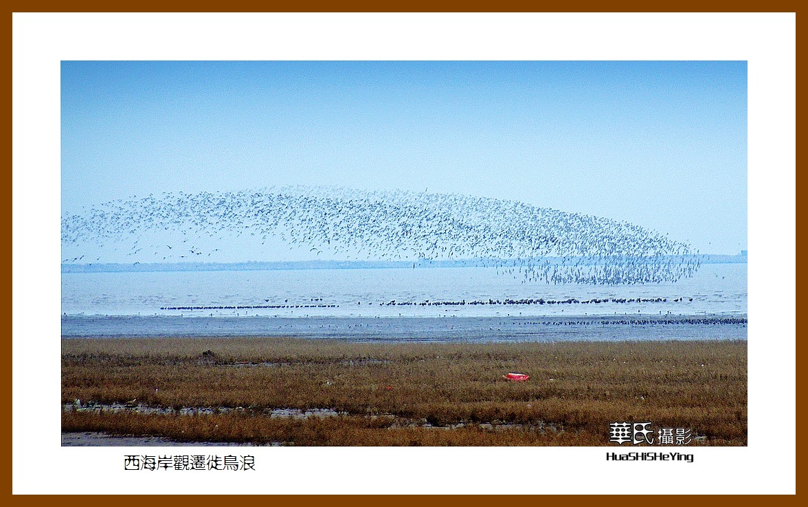 美色辽宁—西海岸观迁徙鸟浪（营口市）