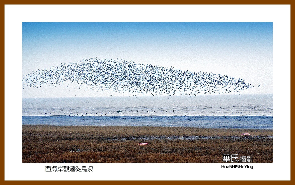 美色辽宁—西海岸观迁徙鸟浪（营口市）