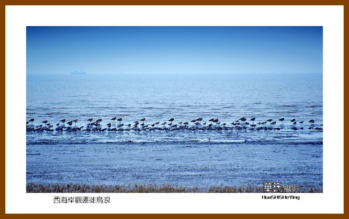 美色辽宁—西海岸观迁徙鸟浪（营口市）