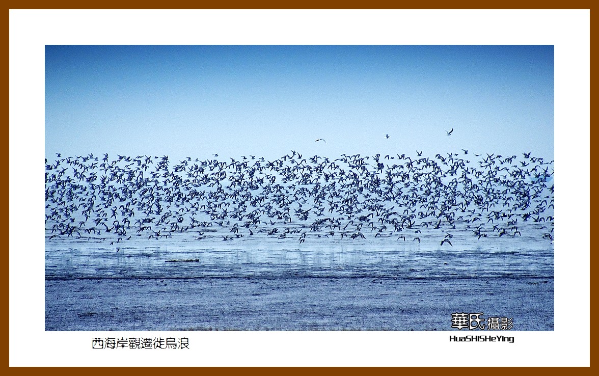 美色辽宁—西海岸观迁徙鸟浪（营口市）