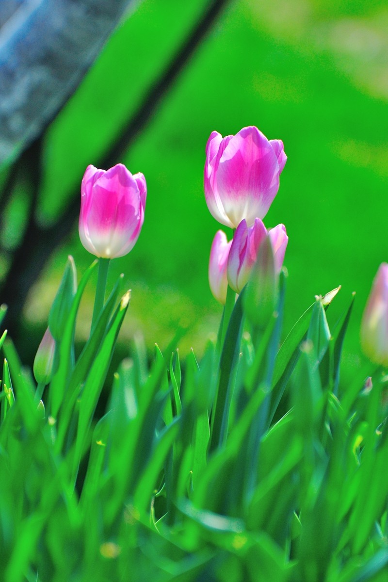 【视觉光影】郁金香（11）