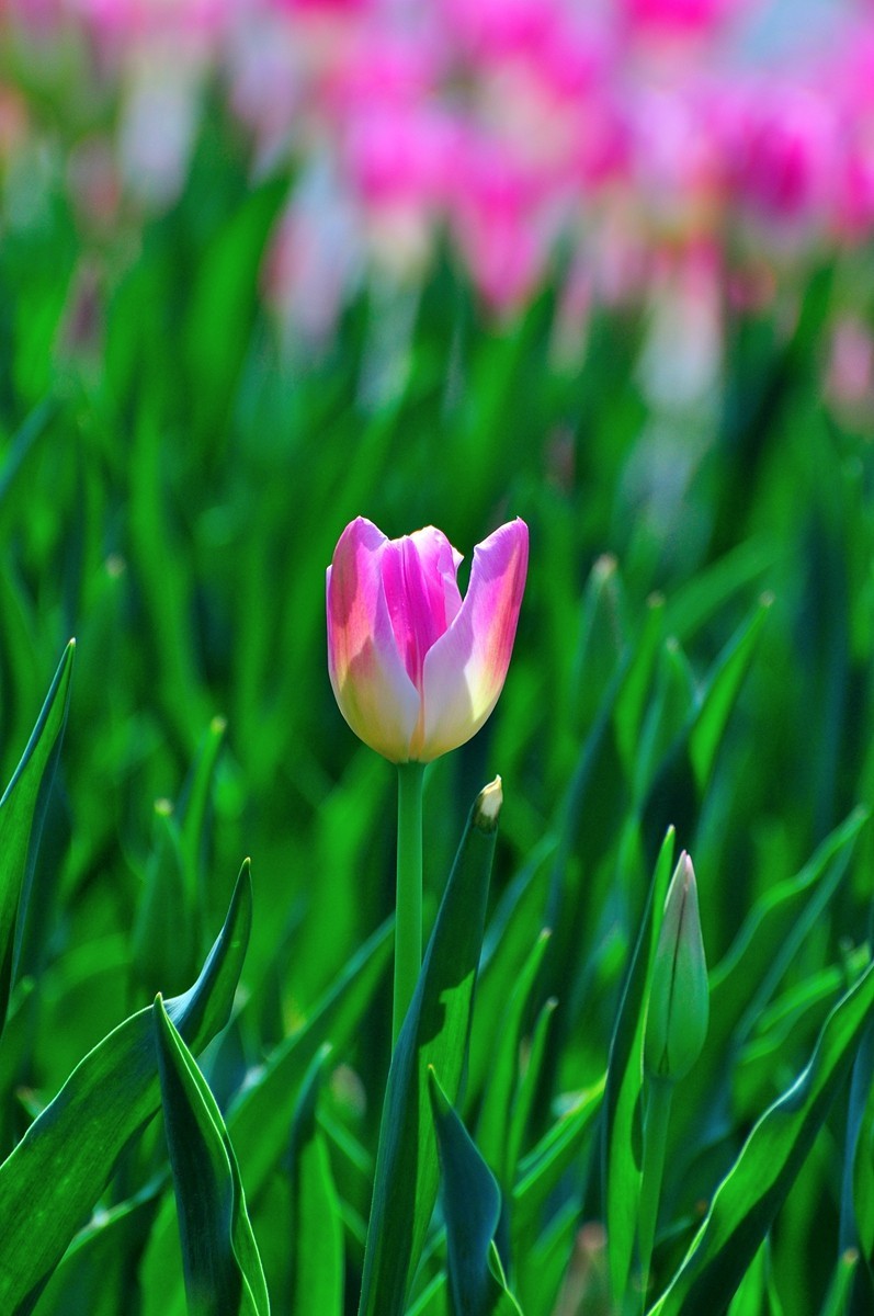 【视觉光影】郁金香（11）