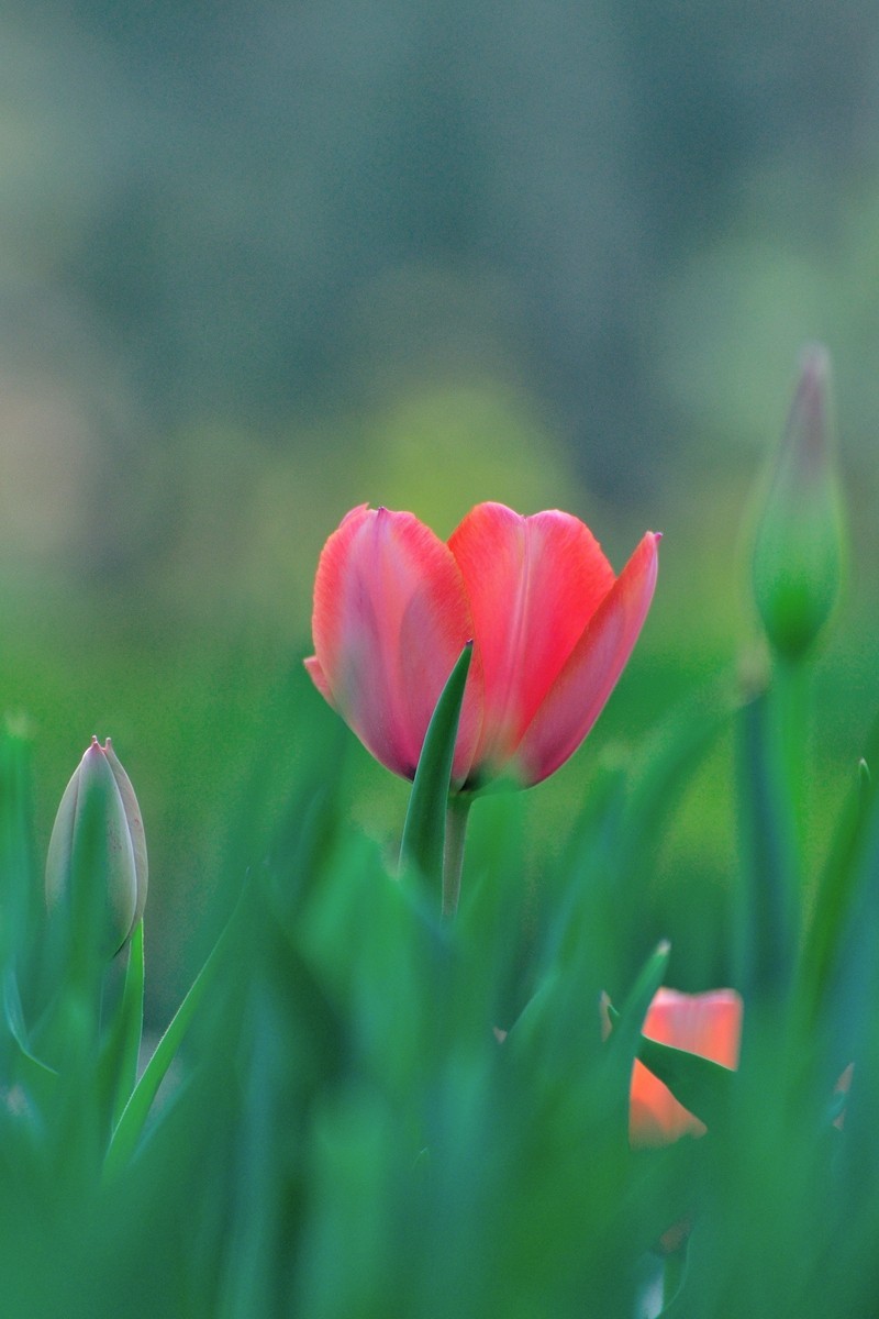 【视觉光影】郁金香（11）