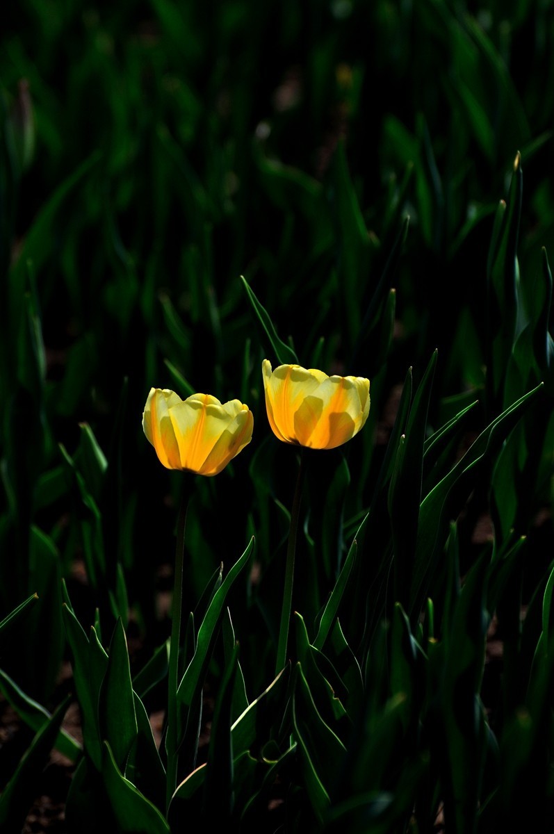【视觉光影】郁金香（11）