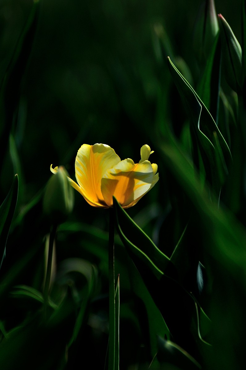 【视觉光影】郁金香（11）