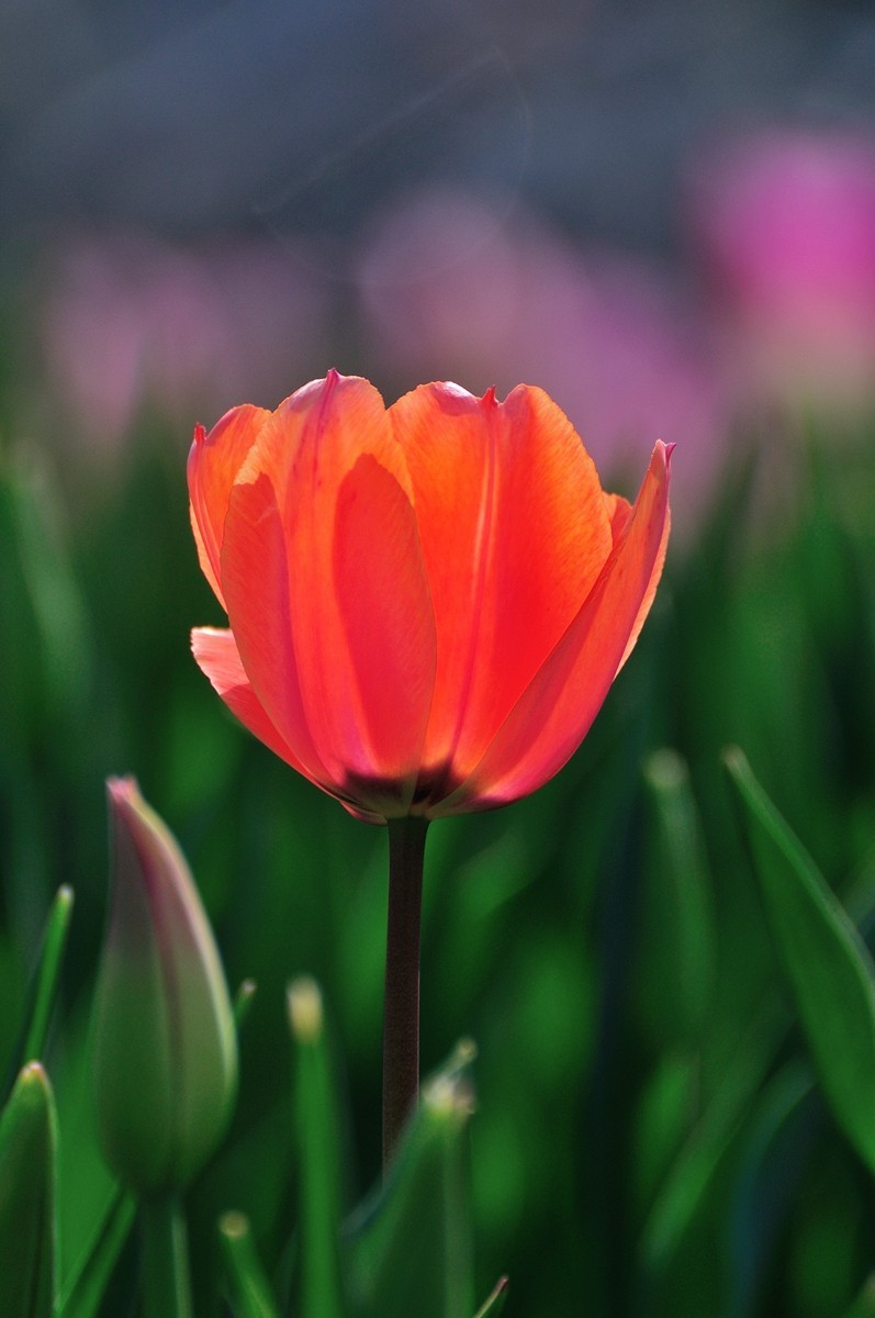 【视觉光影】郁金香（11）