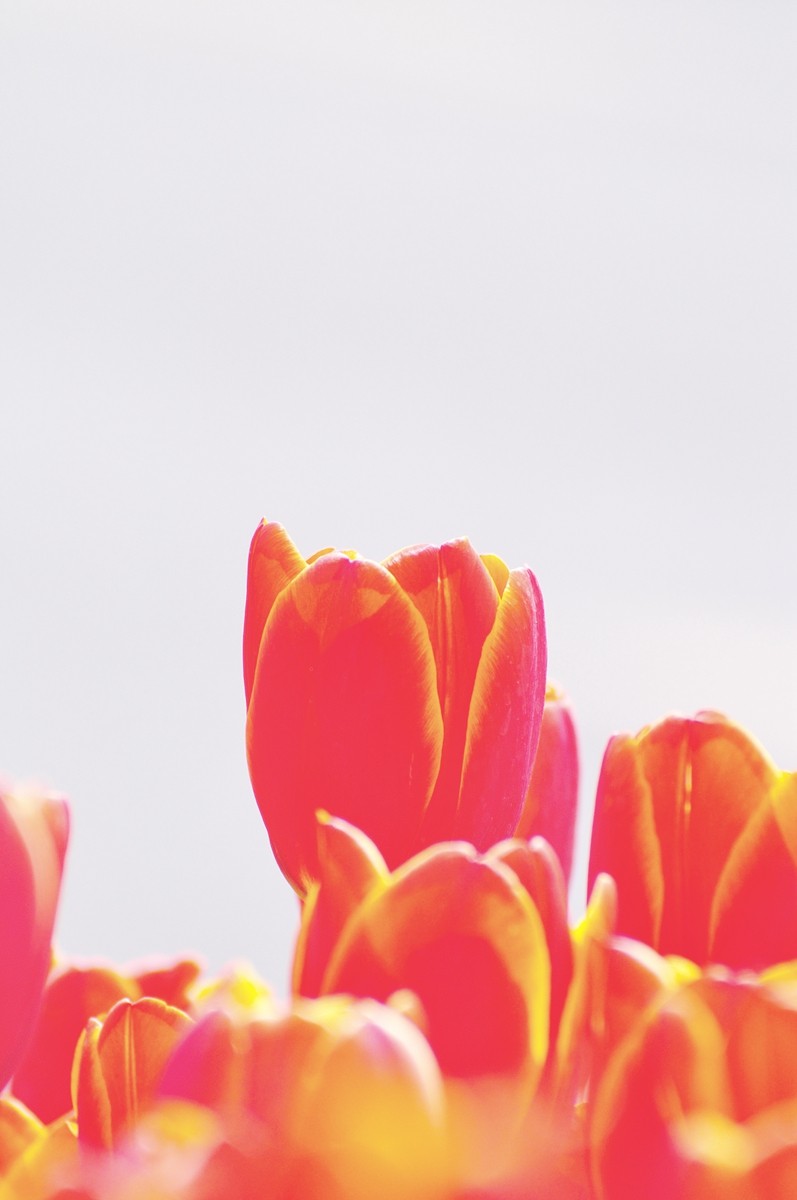 【视觉光影】郁金香（11）