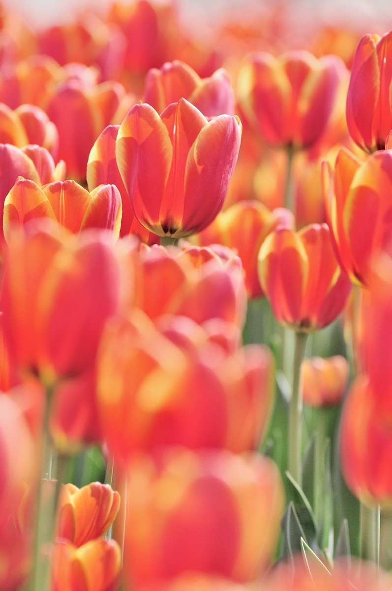 【视觉光影】郁金香（11）