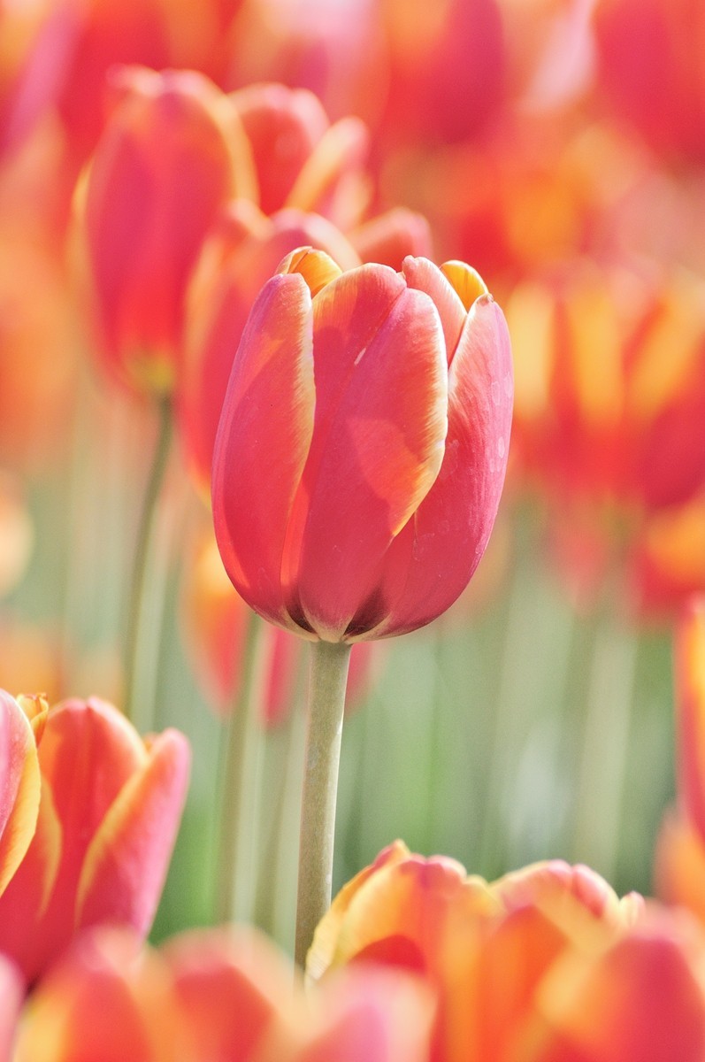 【视觉光影】郁金香（11）