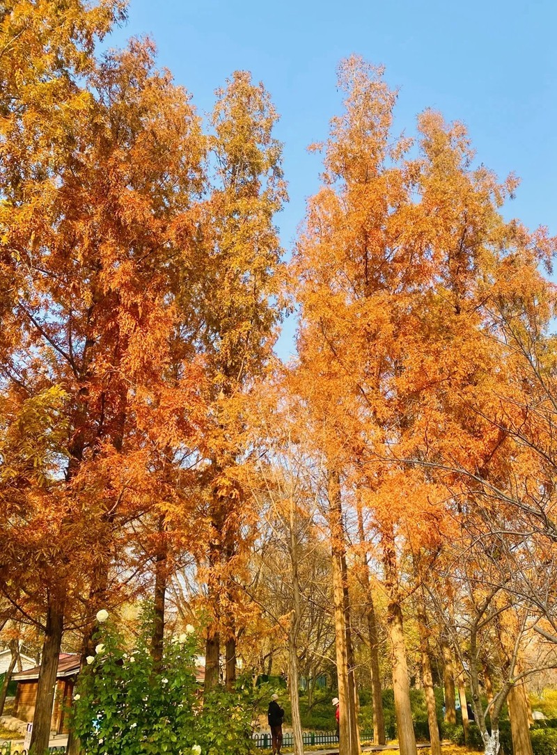 #遇见最美秋叶# 红杉树