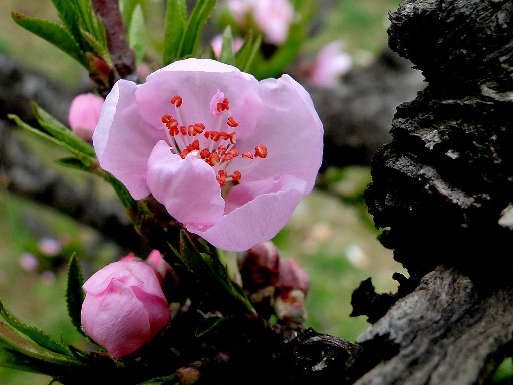 桃花桩=4