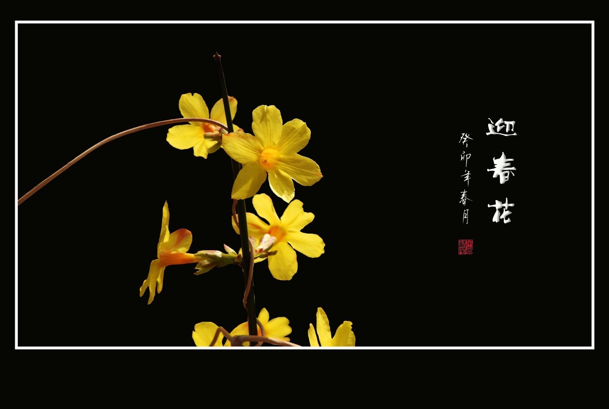 金灿灿的迎春花