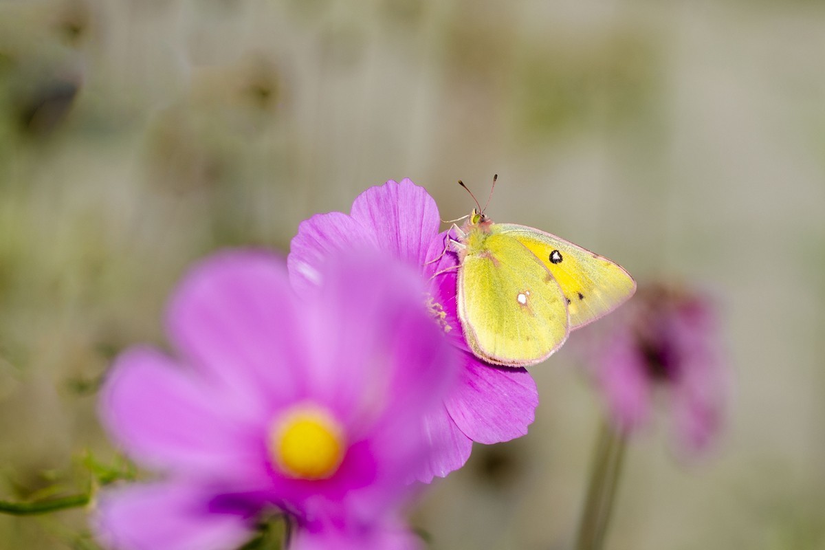 波斯菊（D7000）