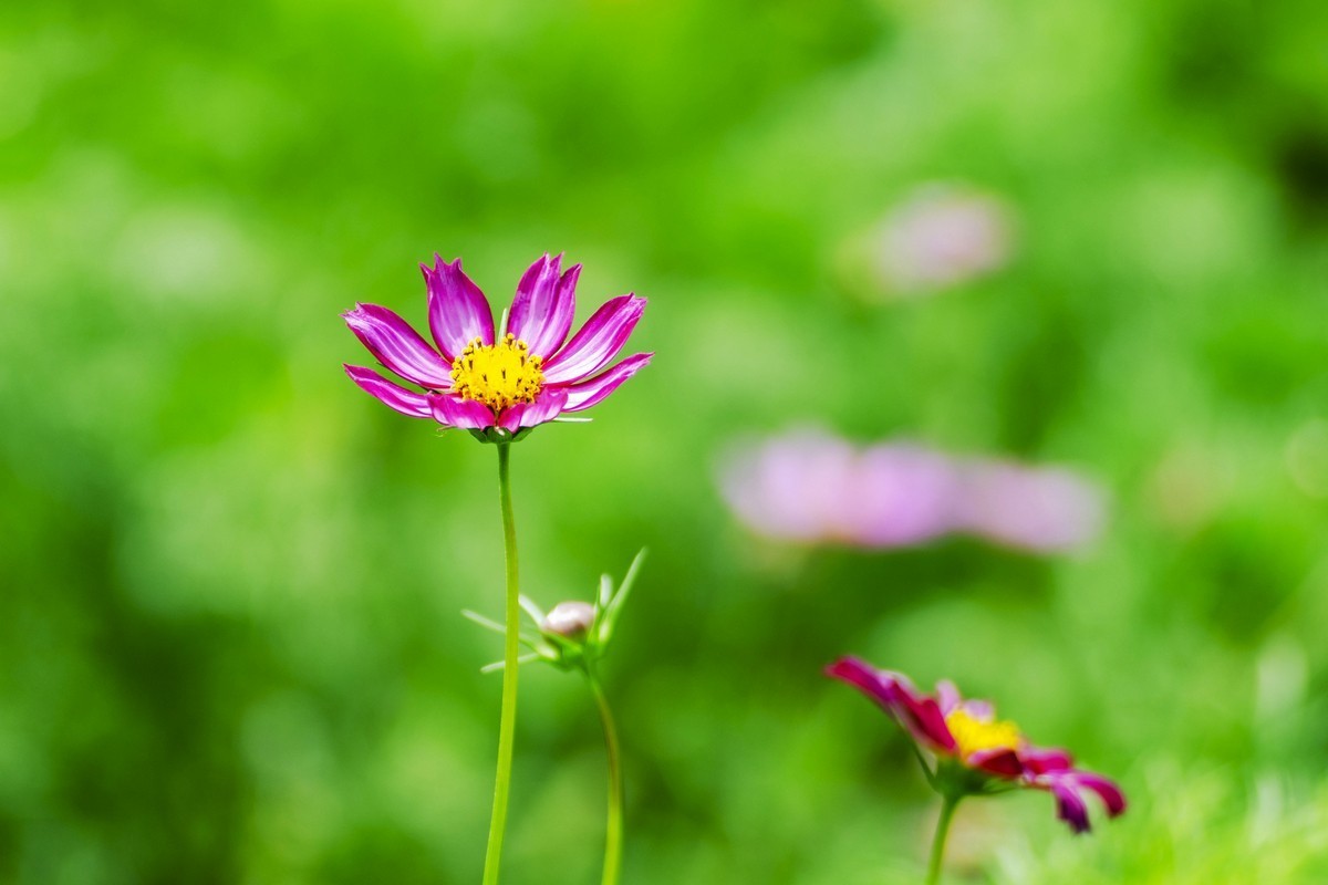 波斯菊（D7000）